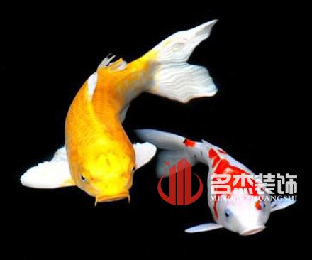 辦公室蜜桃成人在线免费视频風水之養殖金魚.jpg