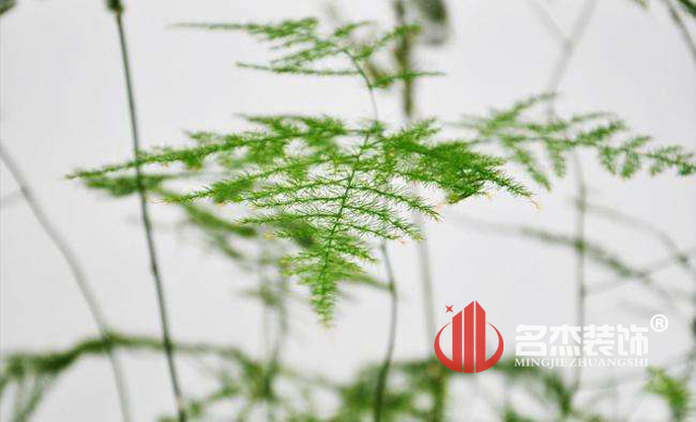 辦公室蜜桃成人在线免费视频風水之綠植.jpg