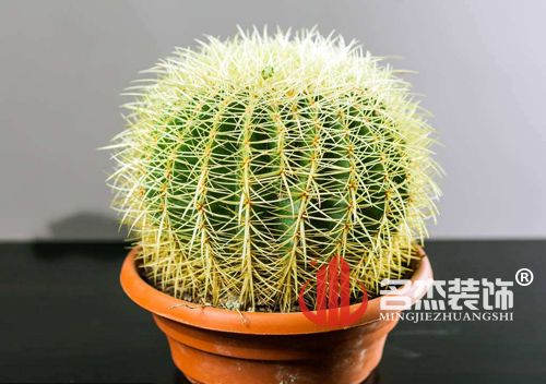 辦公室蜜桃成人在线免费视频風水之仙人掌.jpg